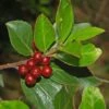 Rhamnus Alaternus - Alaterne 1 Rhamnus Alaternus - Alaterne -Fleurs & Plantes Soldes Boutique Rhamnus alaternus 87333 1