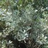 Rhamnus Alaternus Argenteovariegata -Fleurs & Plantes Soldes Boutique Rhamnus alaternus Argenteovariegata 83455 1