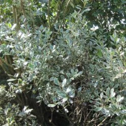 Rhamnus Alaternus Argenteovariegata
