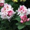 Rhododendron Albert Schweitzer - Grand Rhododendron -Fleurs & Plantes Soldes Boutique Rhododendron Albert Schweitzer 89057 1