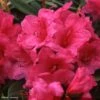 Rhododendron Anna Rose Whitney - Grand Rhododendron -Fleurs & Plantes Soldes Boutique Rhododendron Anna Rose Whitney 84280 1