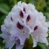 Rhododendron Calsap - Grand Rhododendron -Fleurs & Plantes Soldes Boutique Rhododendron Calsap 0563002 1