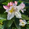 Rhododendron Cunningham's White -Fleurs & Plantes Soldes Boutique Rhododendron Cunningham s White copyright 8425611 1
