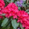 Rhododendron Elisabeth - Rhododendron Nain -Fleurs & Plantes Soldes Boutique Rhododendron Elisabeth 89062 1