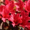 Rhododendron Elizabeth Red Foliage 1 Rhododendron Elizabeth Red Foliage -Fleurs & Plantes Soldes Boutique Rhododendron Elizabeth Red Foliage copyright 1001881 1