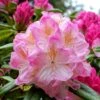 Rhododendron Inkarho Brigitte -Fleurs & Plantes Soldes Boutique Rhododendron Inkarho Brigitte 84261 1