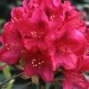 Rhododendron Inkarho Nova Zembla 2 Rhododendron Inkarho Nova Zembla -Fleurs & Plantes Soldes Boutique Rhododendron Inkarho Nova Zembla 84264 1