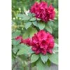 Rhododendron Hybride Moser's Maroon -Fleurs & Plantes Soldes Boutique Rhododendron Moser s Maroon 89065 1