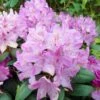 Rhododendron Roseum Elegans - Grand Rhododendron. -Fleurs & Plantes Soldes Boutique Rhododendron Roseum Elegans 84270 1
