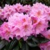 Rhododendron Scintillation -Fleurs & Plantes Soldes Boutique Rhododendron Scintillation copyright 1008441 1