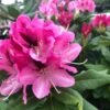 Rhododendron Hybride Cosmopolitan -Fleurs & Plantes Soldes Boutique Rhododendron hybride Cosmopolitan copyright 890613 1