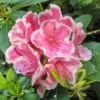 Rhododendron Hybride Janet Ward -Fleurs & Plantes Soldes Boutique Rhododendron hybride Janet Ward 15355 1