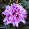 Rhododendron Hybride Kabarett -Fleurs & Plantes Soldes Boutique Rhododendron hybride Kabarett 85064 1