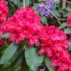 Rhododendron Hybride Lord Roberts -Fleurs & Plantes Soldes Boutique Rhododendron hybride Lord Roberts 89064 1