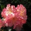Rhododendron Hybride Naselle 1 Rhododendron Hybride Naselle -Fleurs & Plantes Soldes Boutique Rhododendron hybride Naselle 15356 1