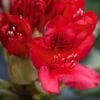 Rhododendron Hybride Red Jack -Fleurs & Plantes Soldes Boutique Rhododendron hybride Red Jack 84268 1