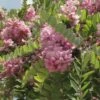 Robinia Hispida Rosea - Acacia Rose. -Fleurs & Plantes Soldes Boutique Robinia hispida Rosea 84290 1
