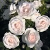 Rosier Couvre-sol Aspirin Rose 1 Rosier Couvre-sol Aspirin Rose -Fleurs & Plantes Soldes Boutique Rosa Aspirin Rose en racines nues 85508 2