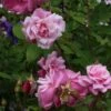 Rosier Ancien Old Blush -Fleurs & Plantes Soldes Boutique Rosa Old Blush China 82391 1
