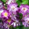 Rosier Grimpant Veilchenblau 1 Rosier Grimpant Veilchenblau -Fleurs & Plantes Soldes Boutique Rosa Veilchenblau LD Spedona 66503 1