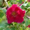 Rosier Botanique - Rosa Moyesii Geranium -Fleurs & Plantes Soldes Boutique Rosa moyesii Geranium 82298 2