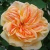 Rosier Grimpant Alchymist -Fleurs & Plantes Soldes Boutique Rosier Alchymist 82263 1