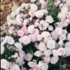 Rosier Ancien Gloire Des Polyanthas 2 Rosier Ancien Gloire Des Polyanthas -Fleurs & Plantes Soldes Boutique Rosier Ancien Gloire des Polyanthas 71238 1