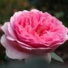 Rosier David Austin Princess Alexandra Of Kent 2 Rosier David Austin Princess Alexandra Of Kent -Fleurs & Plantes Soldes Boutique Rosier Anglais Princess Alexandra of Kent 66549 1