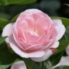Rosier Arbustif Astrid Lindgren -Fleurs & Plantes Soldes Boutique Rosier Astrid Lindgren 71319 1