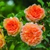 Rosier David Austin Dame Judi Dench -Fleurs & Plantes Soldes Boutique Rosier David Austin Dame Judi Dench 847072 1