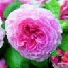 Rosier David Austin James Galway -Fleurs & Plantes Soldes Boutique Rosier David Austin James Galway Auscrystal en racines nues 84566 1