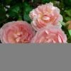 Rosier David Austin Strawberry Hill -Fleurs & Plantes Soldes Boutique Rosier David Austin Strawberry Hill 82311 1