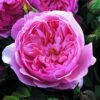 Rosier David Austin The Alnwick Rose -Fleurs & Plantes Soldes Boutique Rosier David Austin The Alnwick Rose en racines nues 84568 1