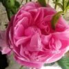 Rosier Ancien Fantin Latour 2 Rosier Ancien Fantin Latour -Fleurs & Plantes Soldes Boutique Rosier Fantin Latour 82278 1