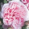 Rosier Grimpant Times Past 2 Rosier Grimpant Times Past -Fleurs & Plantes Soldes Boutique Rosier Grimpant Times Past 82313 1