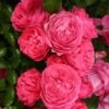Rosier Patio Rose Moin Moin 1 Rosier Patio Rose Moin Moin -Fleurs & Plantes Soldes Boutique Rosier PATIO ROSE Moin Moin 888980 1