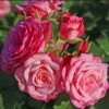 Rosier Patio Rose Xenia -Fleurs & Plantes Soldes Boutique Rosier Patio Rose Xenia 16436 1