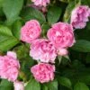 Rosier Ancien Pink Grootendorst -Fleurs & Plantes Soldes Boutique Rosier Pink Grootendorst copyright 712772 1
