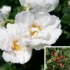 Rosier Savoranova White 2 Rosier Savoranova White -Fleurs & Plantes Soldes Boutique Rosier SAVORANOVA White 889100 1