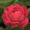 Rosier Ancien Ulrich Brunner Fils -Fleurs & Plantes Soldes Boutique Rosier Urich Bruner Fils 771440 1