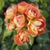 Rosier Bees Paradise Mango 1 Rosier Bees Paradise Mango -Fleurs & Plantes Soldes Boutique Rosier a fleurs groupees Bienenweide Mango IF 17976 1