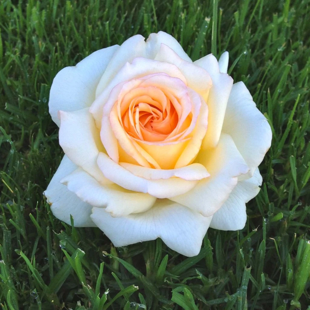 Rosier à Grandes Fleurs Anastasia 3 Rosier à Grandes Fleurs Anastasia