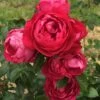 Rosier à Grandes Fleurs Jingle Bells -Fleurs & Plantes Soldes Boutique Rosier a grandes fleurs Jingle Bells 858132 1