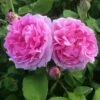 Rosier Ancien Mme Boll 1 Rosier Ancien Mme Boll -Fleurs & Plantes Soldes Boutique Rosier ancien Mme Boll IF 17116 1