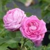 Rosier Ancien Mrs John Laing 1 Rosier Ancien Mrs John Laing -Fleurs & Plantes Soldes Boutique Rosier ancien Mrs John Laing 84559 1