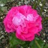 Rosier Ancien Paul Neyron -Fleurs & Plantes Soldes Boutique Rosier ancien Paul Neyron en racines nues 84561 1