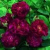Rosier Ancien Tuscany Superb 1 Rosier Ancien Tuscany Superb -Fleurs & Plantes Soldes Boutique Rosier ancien Tuscany 66559 1