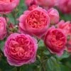 Rosier David Austin Boscobel 1 Rosier David Austin Boscobel -Fleurs & Plantes Soldes Boutique Rosier anglais Boscobel 66533 1