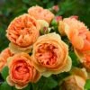 Rosier David Austin Carolyn Knight 2 Rosier David Austin Carolyn Knight -Fleurs & Plantes Soldes Boutique Rosier anglais Carolyn Knignt 66534 1