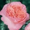 Rosier Anglais English Legend Rose De Cornouaille -Fleurs & Plantes Soldes Boutique Rosier anglais English Legend Rose de Cornouaille source Chastel pepiniere 15422 1